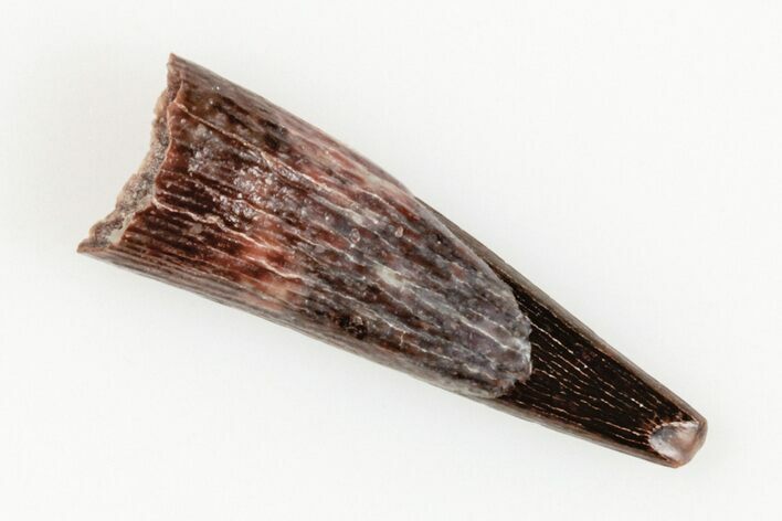 Fossil Pterosaur (Siroccopteryx) Tooth - Morocco #201901